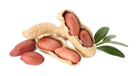 Fresh peanuts and twig isolated on whiteの写真素材