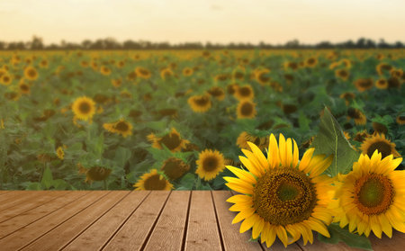 Sunflowers on wooden table in field at sunrise. Space for designの写真素材