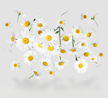 Many chamomile flowers in air on light gray backgroundの写真素材