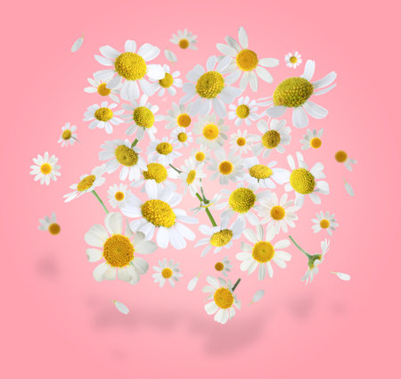 Many chamomile flowers in air on pink backgroundの写真素材