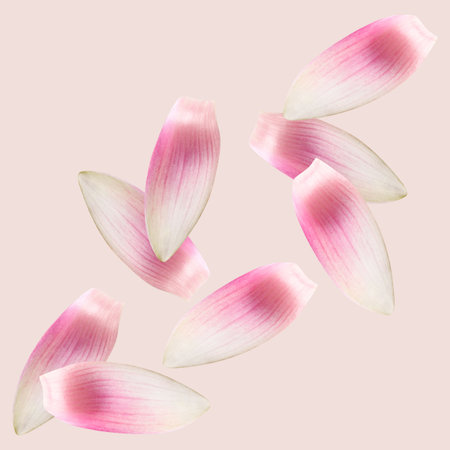 Lotus flower petals falling on beige pink background