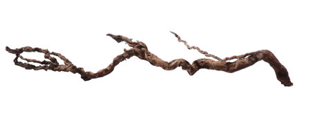 Old dry tree branch isolated on white, top viewの写真素材