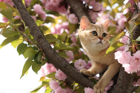 Cute cat on blossoming spring tree outdoorsの写真素材