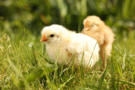 Cute chicks on green grass outdoors, closeup. Baby animals
