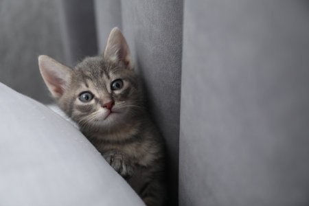 Cute fluffy kitten at home. Baby animalの写真素材