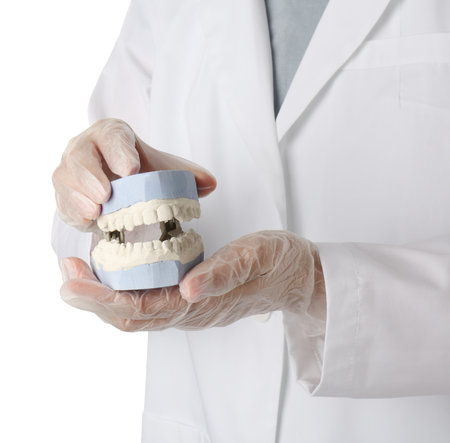 Doctor holding dental model with jaws on white background, closeup. Cast of teeth