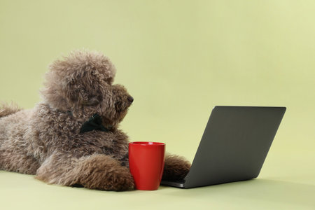 Cute Toy Poodle dog near laptop and cup on green backgroundの写真素材