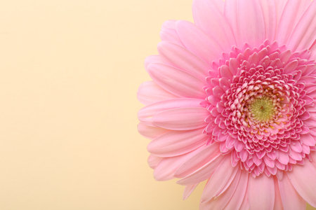 Beautiful pink gerbera flower on beige background, top view. Space for textの写真素材