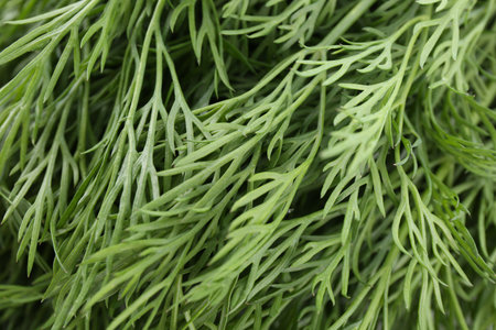 Sprigs of fresh dill as background, closeup viewの写真素材