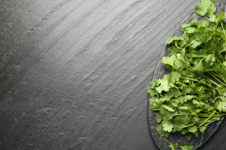 Fresh coriander on dark gray textured table, top view. Space for text
