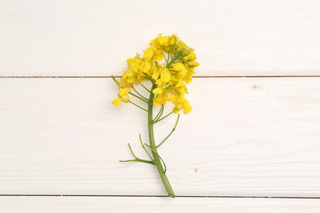 Beautiful rapeseed flowers on white wooden table, top view