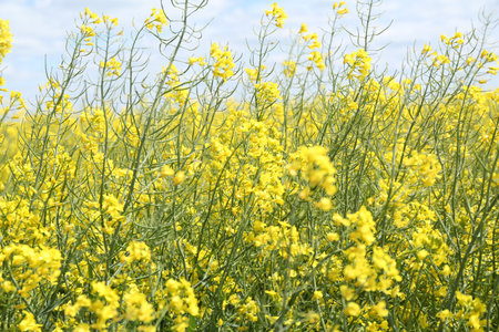 Field with many beautiful blooming rapeseed flowers