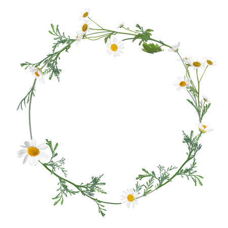 Wreath of beautiful wild flowers isolated on whiteの写真素材