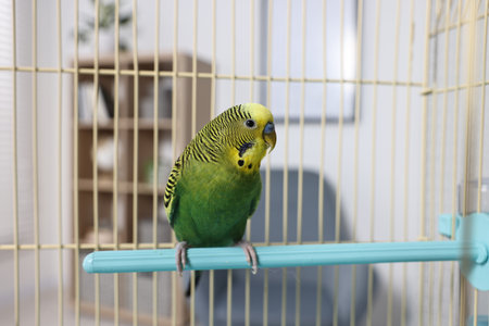 Beautiful bright parrot in cage indoors. Exotic pet