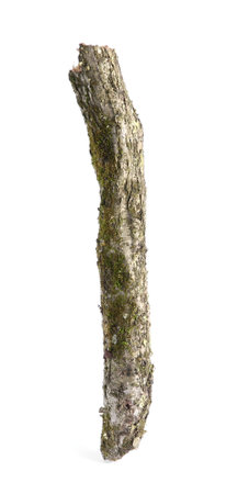 Old dry tree branch isolated on whiteの写真素材