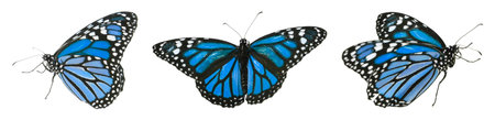 Blue butterflies on white background. Beautiful insect