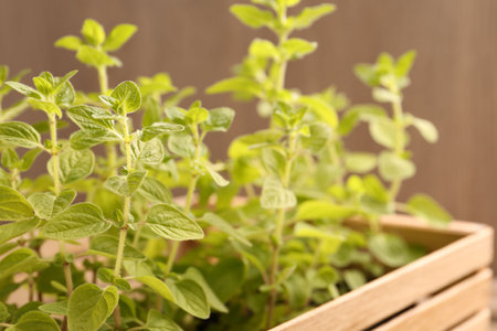 Aromatic oregano growing in wooden crate on blurred background, closeupの写真素材