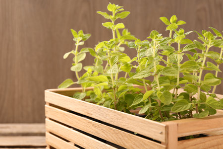 Aromatic oregano growing in crate on wooden tableの写真素材