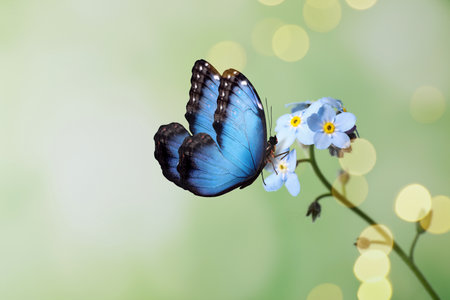 Beautiful butterfly on forget-me-not flower in garden, closeup. Bokeh effect