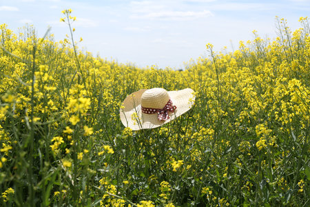 Field with beautiful blooming rapeseed flowers and hat under blue sky