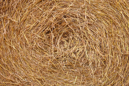 Hay bale roll as background, closeup view
