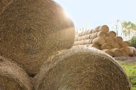 Many hay bales outdoors on sunny day, closeup