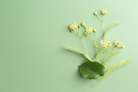Beautiful linden blossoms and leaves on green background, top view. Space for textの写真素材
