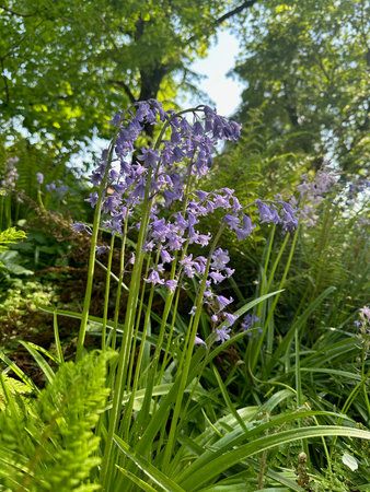 Beautiful hyacinthoides flowers growing in botanical gardenの写真素材