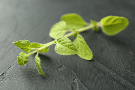 Sprig of fresh green oregano on dark gray textured table, closeupの写真素材