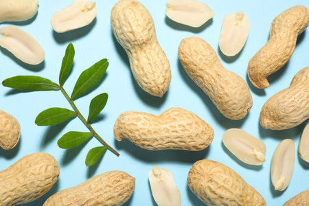 Fresh peanuts and twig on light blue background, flat layの写真素材