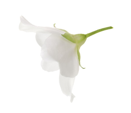 Beautiful delicate jasmine flower isolated on whiteの写真素材