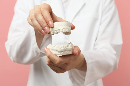 Doctor holding dental model with jaws on pink background, selective focus. Cast of teethの写真素材