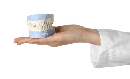 Doctor holding dental model with jaws on white background, closeup. Cast of teeth