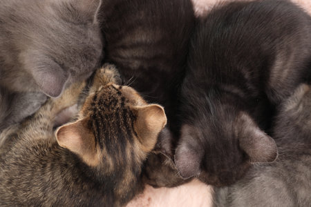 Cute fluffy kittens on faux fur, top view. Baby animalsの写真素材