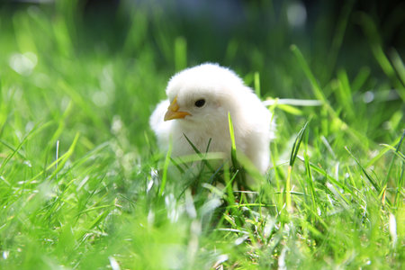 Cute chick on green grass outdoors, closeup. Baby animalの写真素材