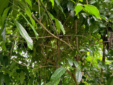 Beautiful plant with green leaves growing in botanical garden