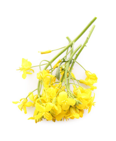 Beautiful yellow rapeseed flowers on white background, top viewの写真素材