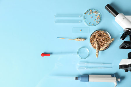 Food Quality Control. Microscope, petri dishes with wheat grains and other laboratory equipment on...