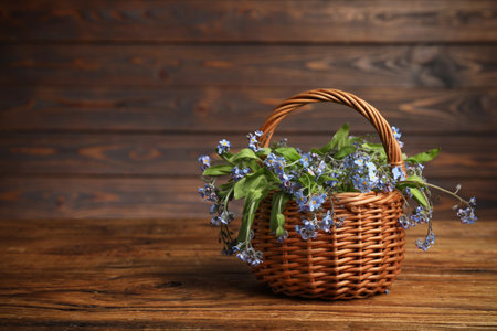 Beautiful forget-me-not flowers in wicker basket on wooden table, space for textの写真素材