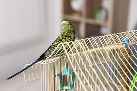 Beautiful bright parrot on cage indoors. Exotic petの写真素材