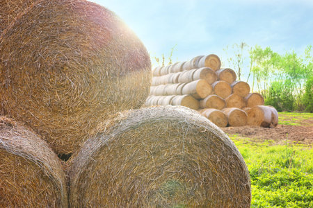 Many hay bales outdoors on sunny day, closeup