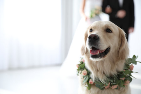 Adorable golden Retriever wearing wreath made of beautiful flowers on wedding. Space for textの写真素材