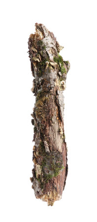 Old dry tree branch isolated on whiteの写真素材