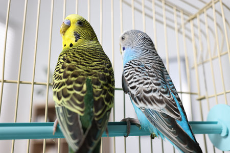 Beautiful bright parrots in cage indoors. Exotic pets
