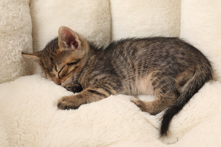 Cute fluffy kitten sleeping on pet bed. Baby animalの写真素材