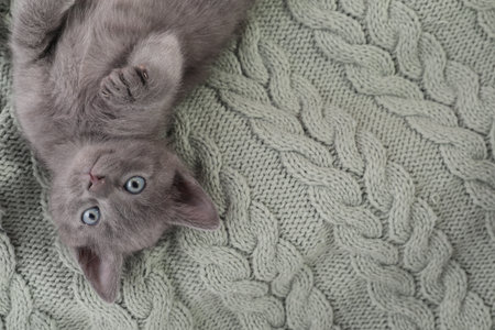Cute fluffy kitten on blanket, top view. Baby animalの写真素材