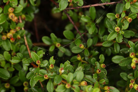 Cobweb on green cotoneaster shrub outdoors, closeupの写真素材