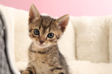 Cute fluffy kitten on pet bed against pink background, space for text. Baby animalの写真素材