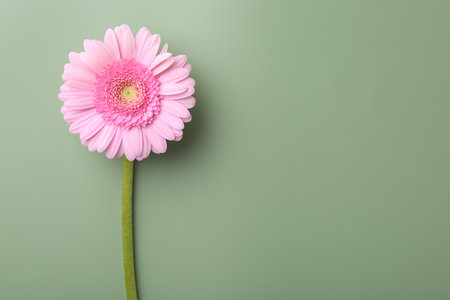 Beautiful pink gerbera flower on pale green background, top view. Space for textの写真素材