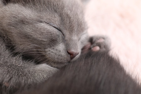 Cute fluffy kitten, closeup view. Baby animalの写真素材